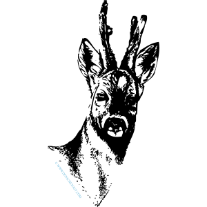 CHEVREUIL